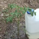 Who Invented Drip Irrigation