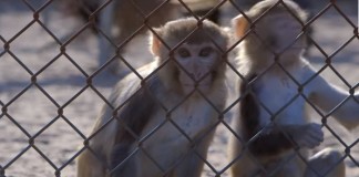 Pros and Cons of Animal Testing On Cosmetics