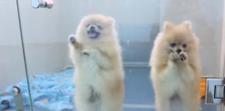 Pros and Cons of Cloning Humans