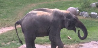 Pros and Cons of Zoos