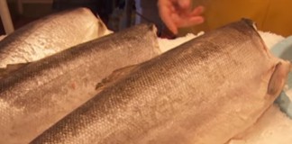 Pros and Cons of Genetically Modified Salmon