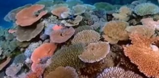 10-solutions-to-coral-reef-destruction