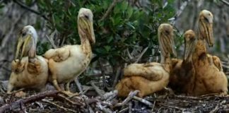 bp-oil-spill-environmental-impact