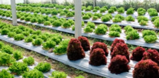 5 Benefits of Drip Irrigation