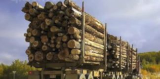 What are the Consequences of Deforestation