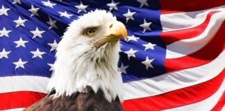 BIG SOLUTION: Shop with Patriots and Ditch Big Box Stores Now!